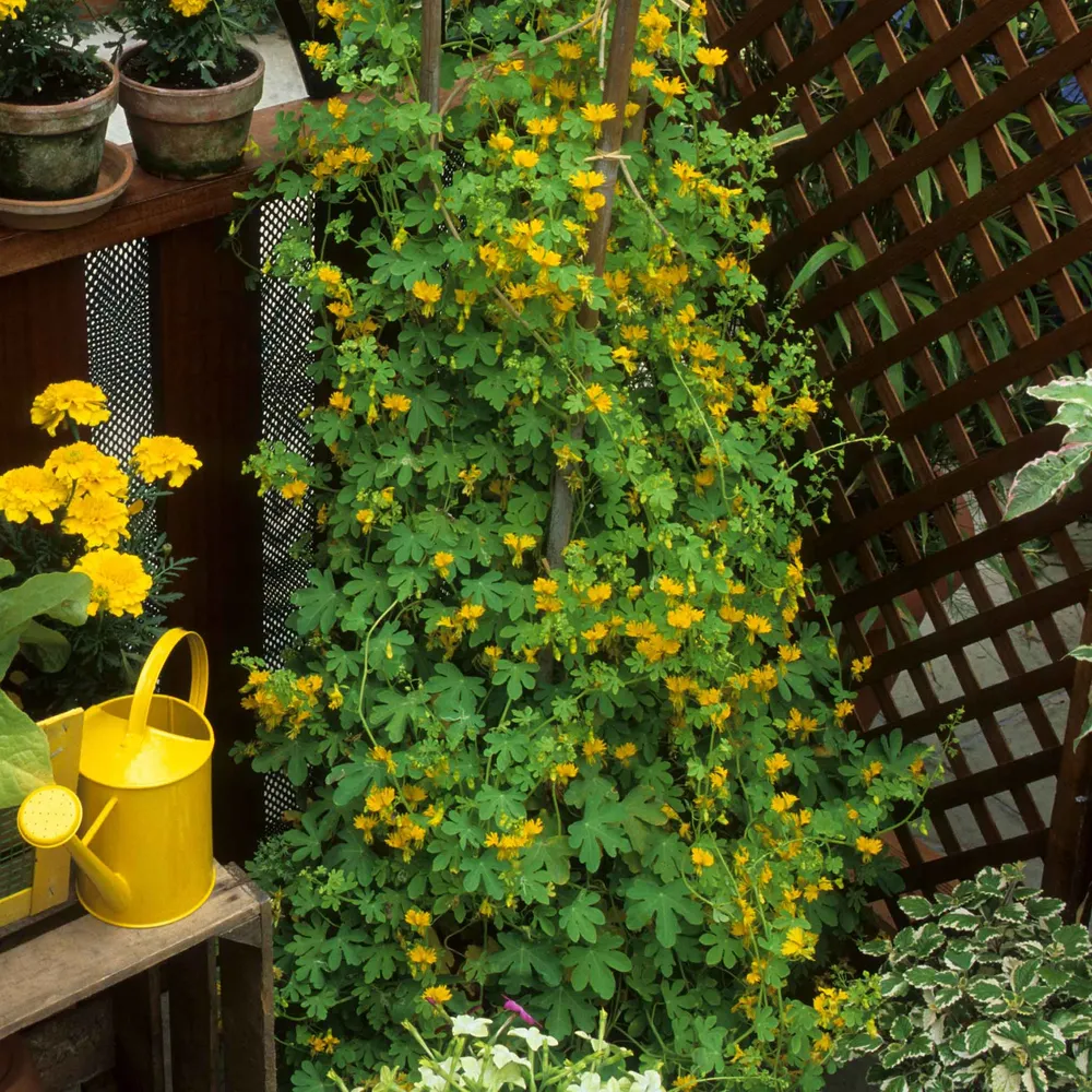 VEGSOW Canary Creeper Seeds (Tropaeolum Peregrinum) for Climbing Garden Vines