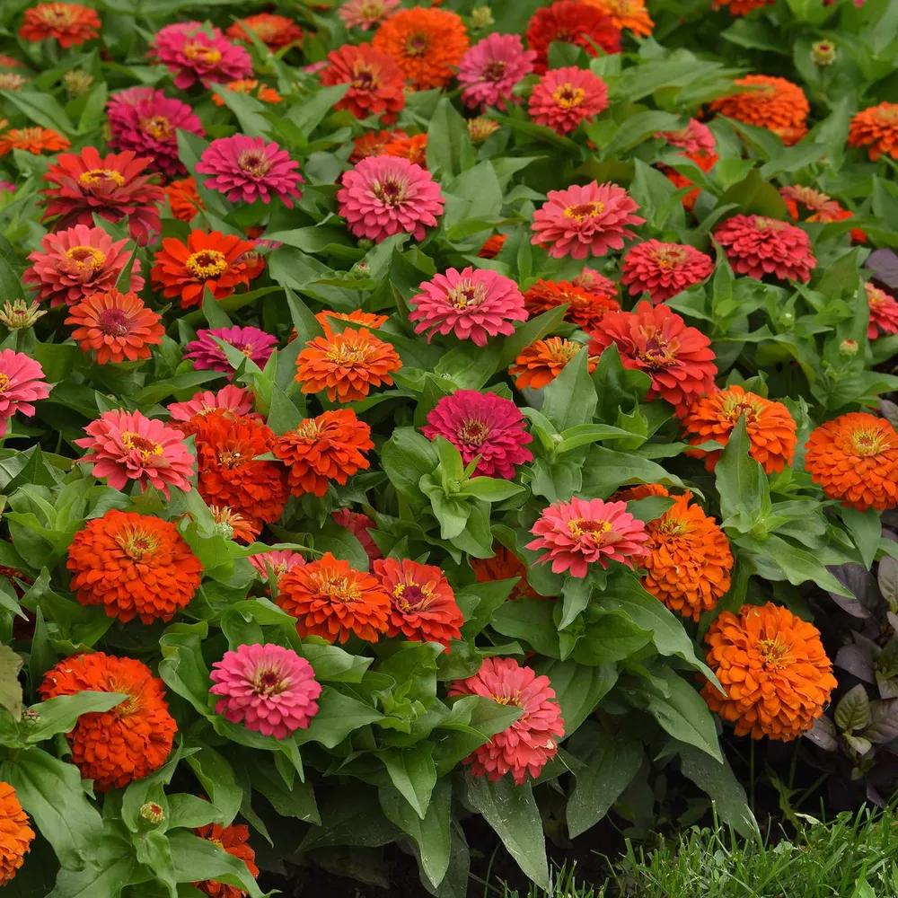 VEGSOW Zinnia Seeds - Elegant™ Hot Mix
