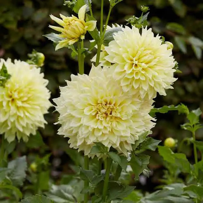 VEGSOW Kelvin Floodlight Dinnerplate Dahlia Tubers