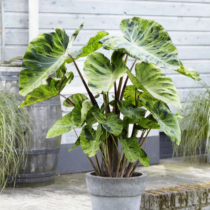 VEGSOW Elephant Ear Bulbs - Mojito