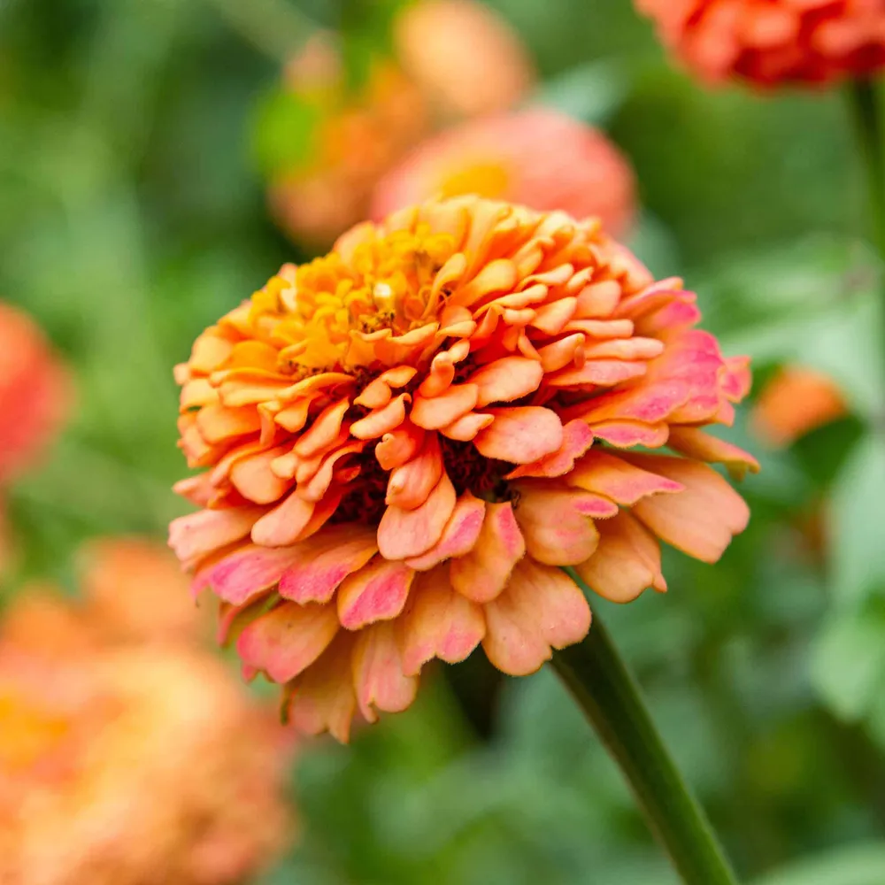 VEGSOW Oklahoma Salmon Zinnia Seeds - Annual Heirloom Flower Seeds