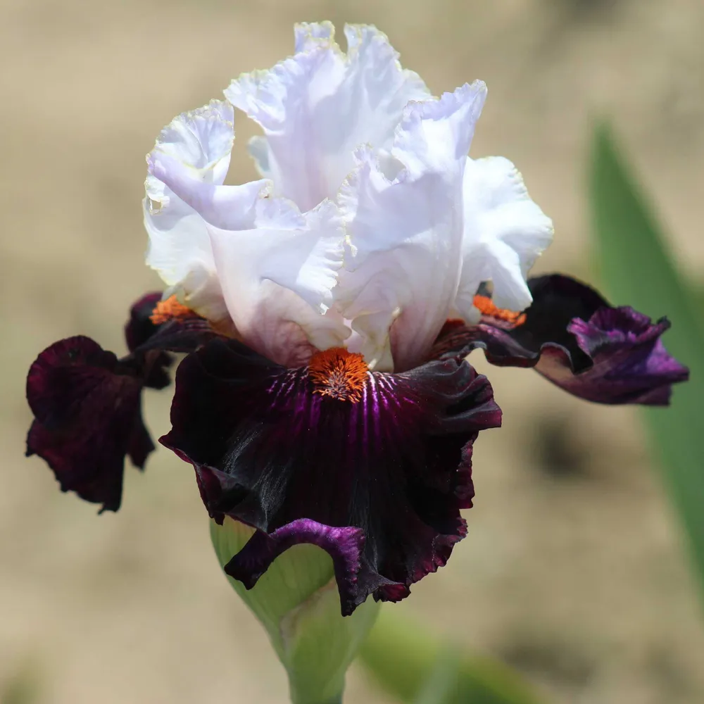 VEGSOW Starring Bearded Iris Bulbs - Perennial Flower Rhizomes