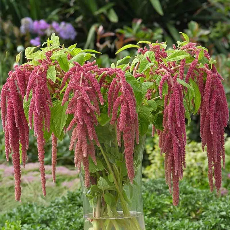 VEGSOW Amaranthus Seeds - Coral Fountain