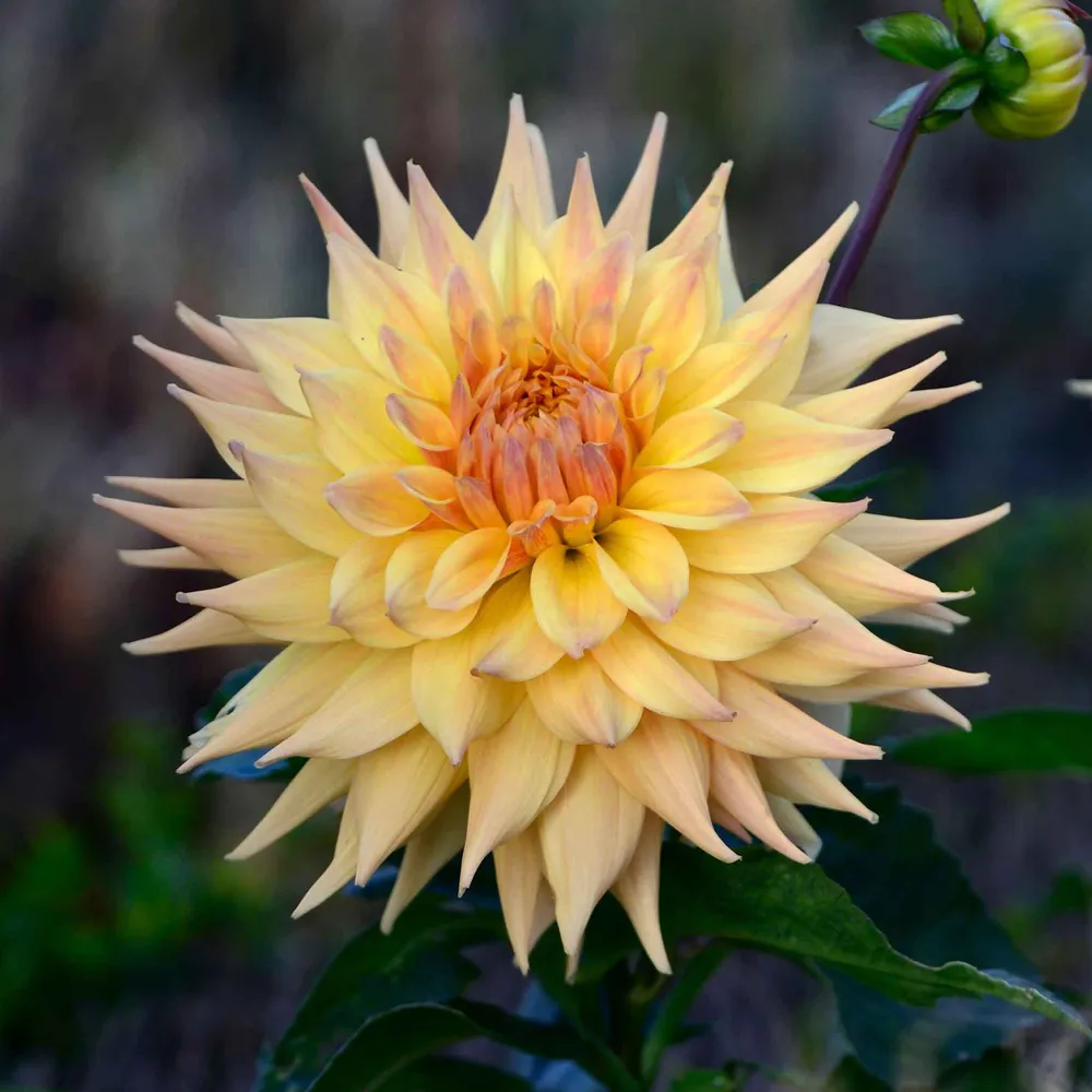 VEGSOW Penhill Autumn Shades Semi-Cactus Dahlia Tubers