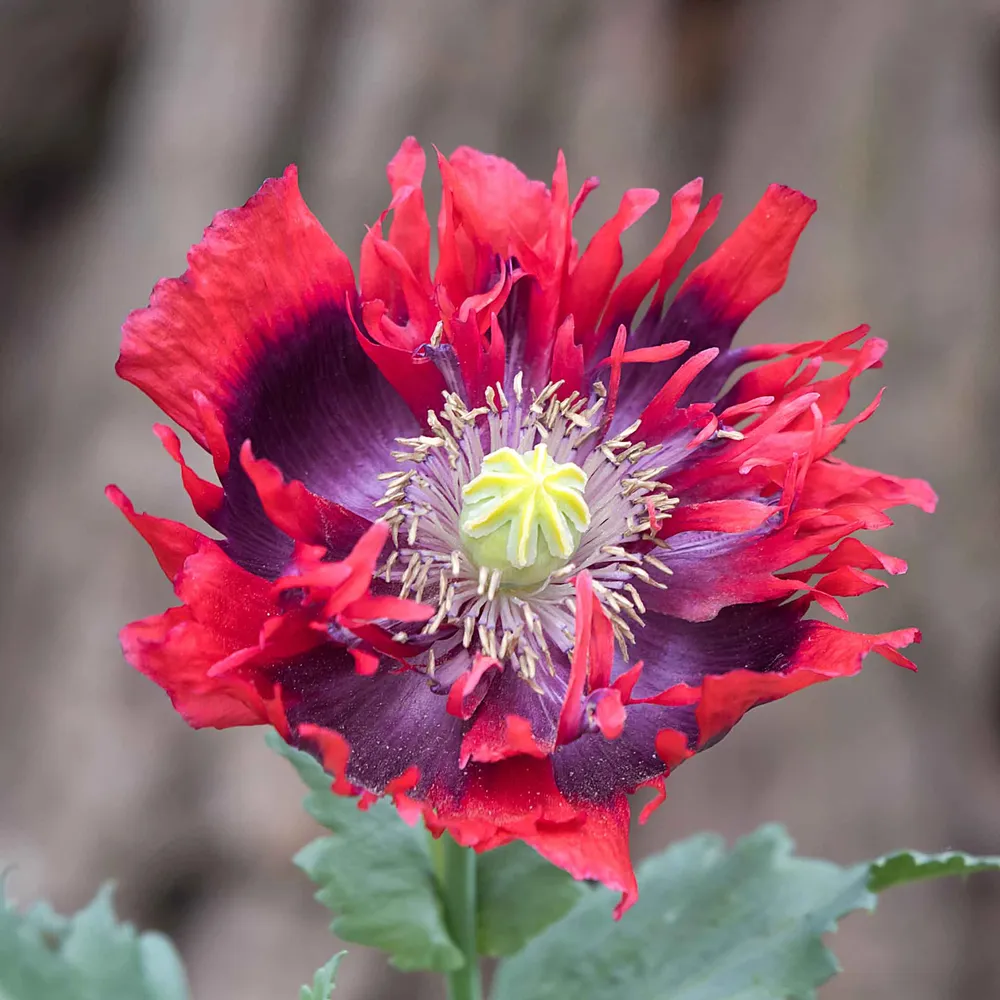 VEGSOW Drama Queen Poppy Seeds - Heirloom Flower Seeds