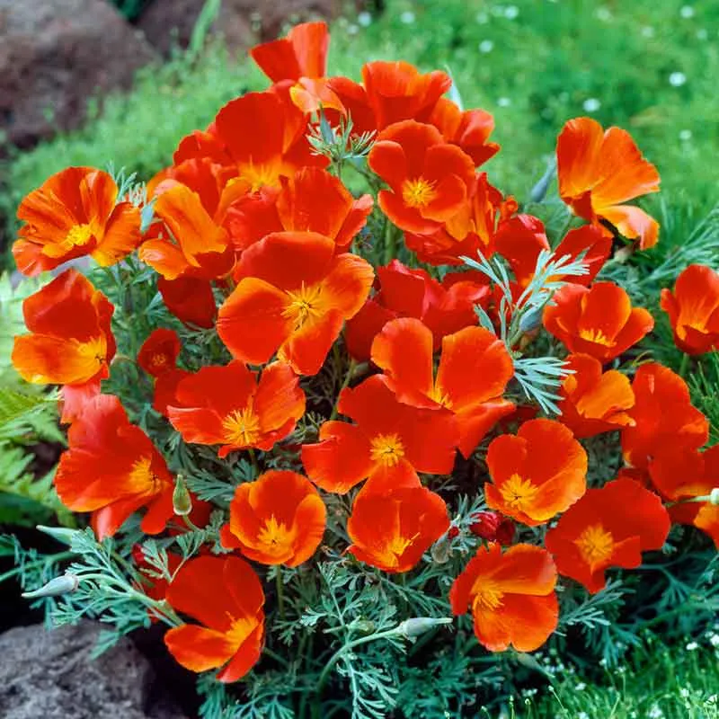 VEGSOW California Poppy Seeds - Red Chief Heirloom Flower Variety