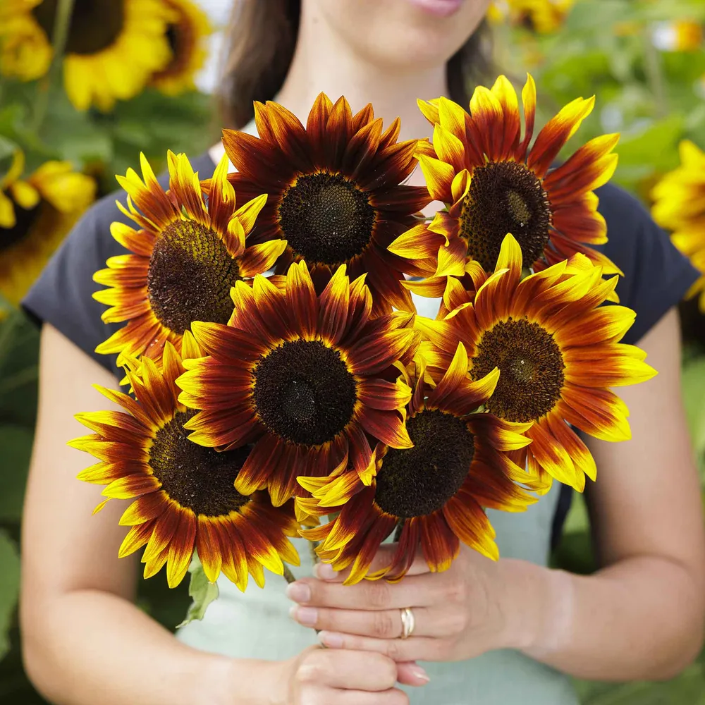 VEGSOW Shock-o-Lat Sunflower Seeds for Sprouting and Microgreens
