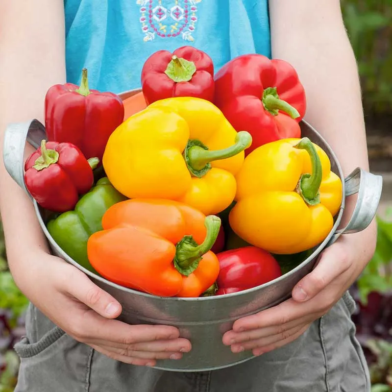 VEGSOW Organic Rainbow Bell Pepper Seeds - Heirloom Non-GMO Vegetable Seeds