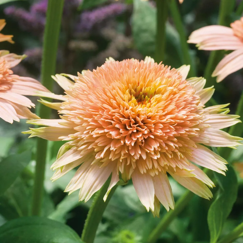VEGSOW Echinacea Roots - Supreme™ Cantaloupe Heirloom Seed Collection