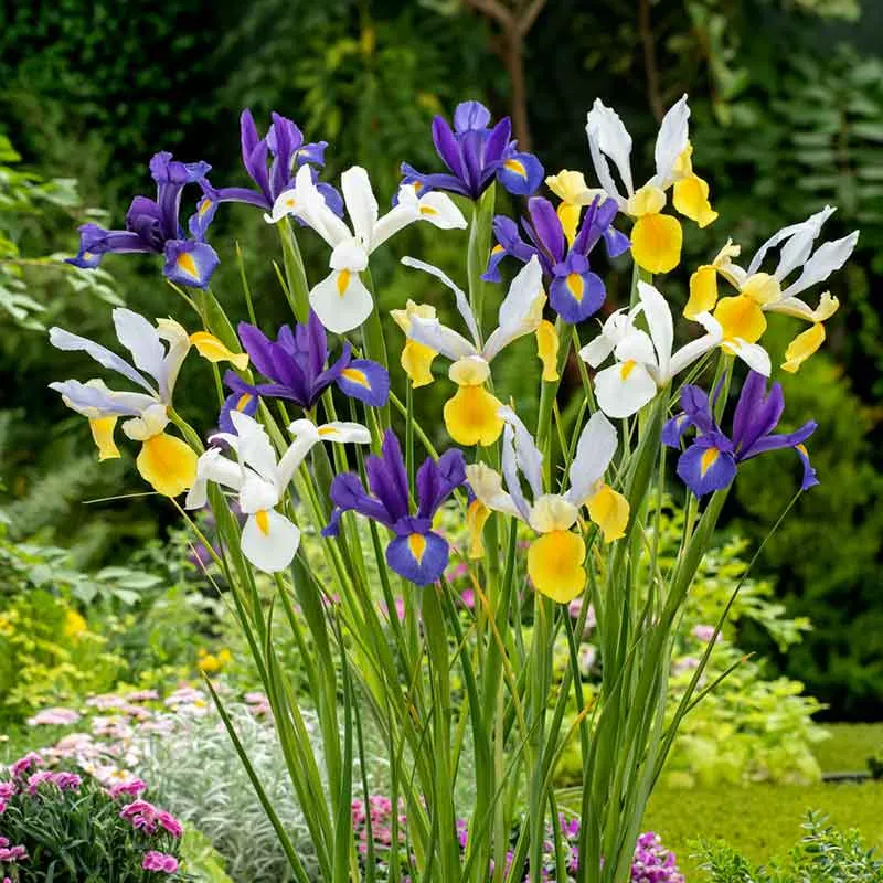 VEGSOW Dutch Iris Bulbs - Hollandica Mix