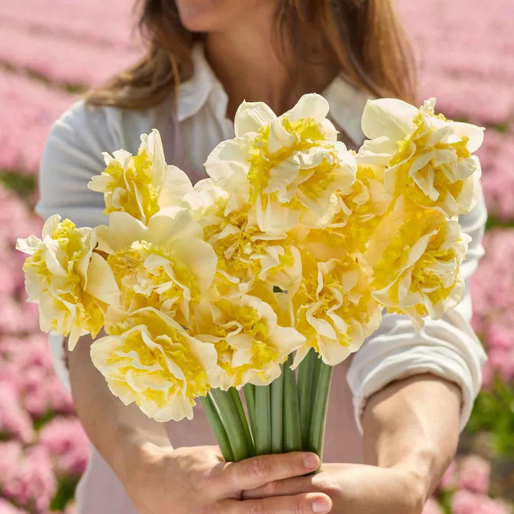 VEGSOW Lingerie Daffodil Bulbs - Perennial Spring Flowering Bulbs