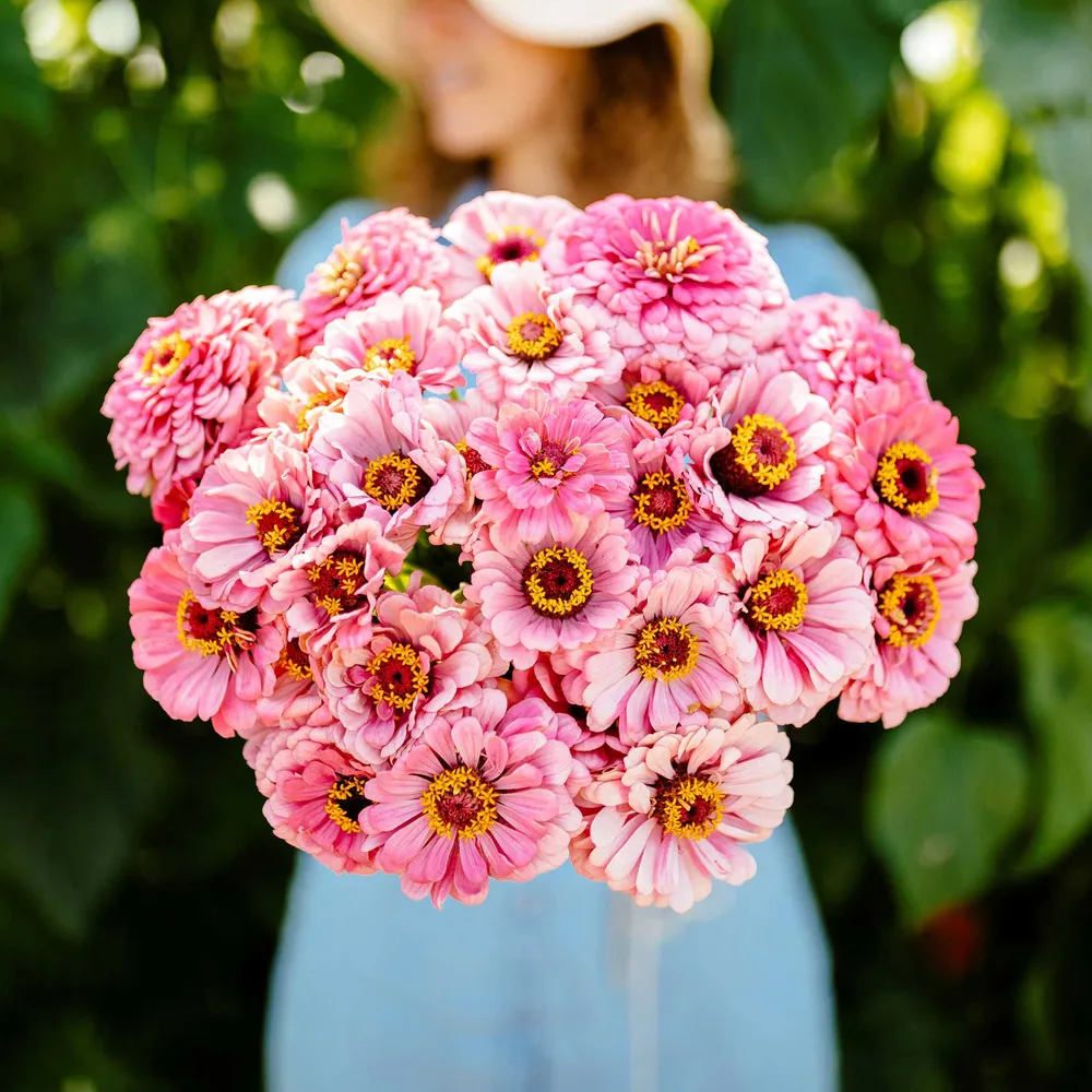 VEGSOW Zinnia Seeds - Illumination Variety