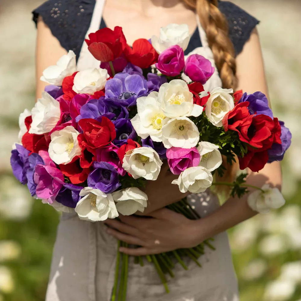 VEGSOW De Caen Anemone Bulbs - Mixed Color Poppy Anemone Corms