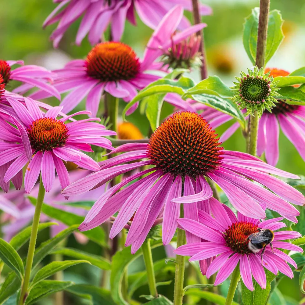 VEGSOW Echinacea Roots - Purple Coneflower Herb Gardening Kit