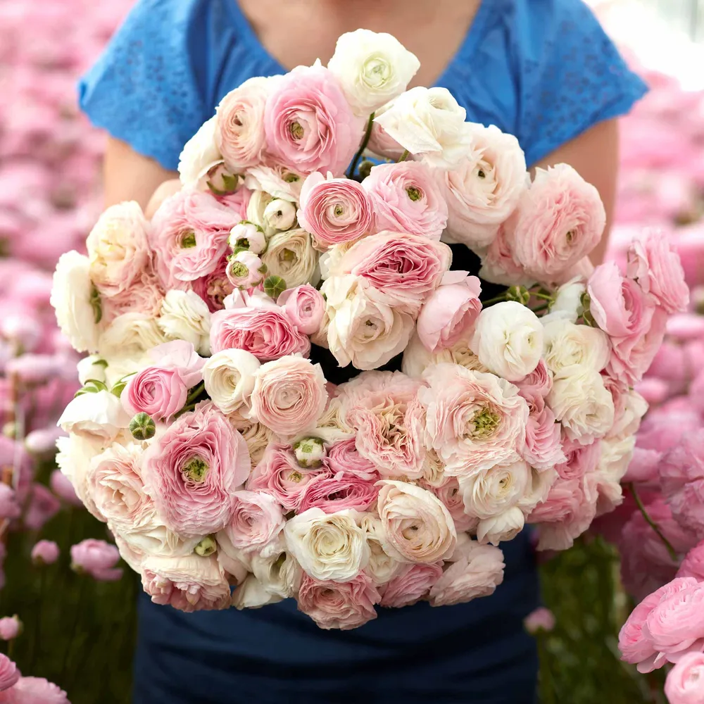 Ranunculus Bulbs - Eternal Bliss Mix