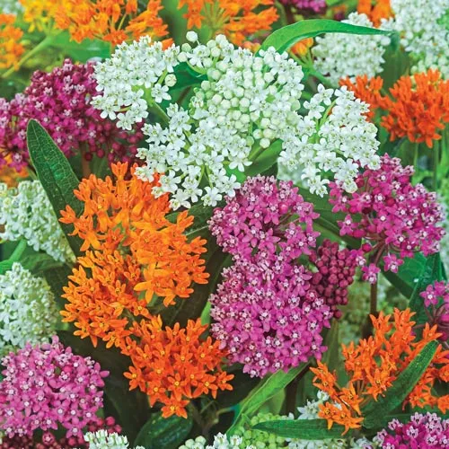 VEGSOW Butterfly Milkweed Roots - Native Asclepias Tuberosa Mix