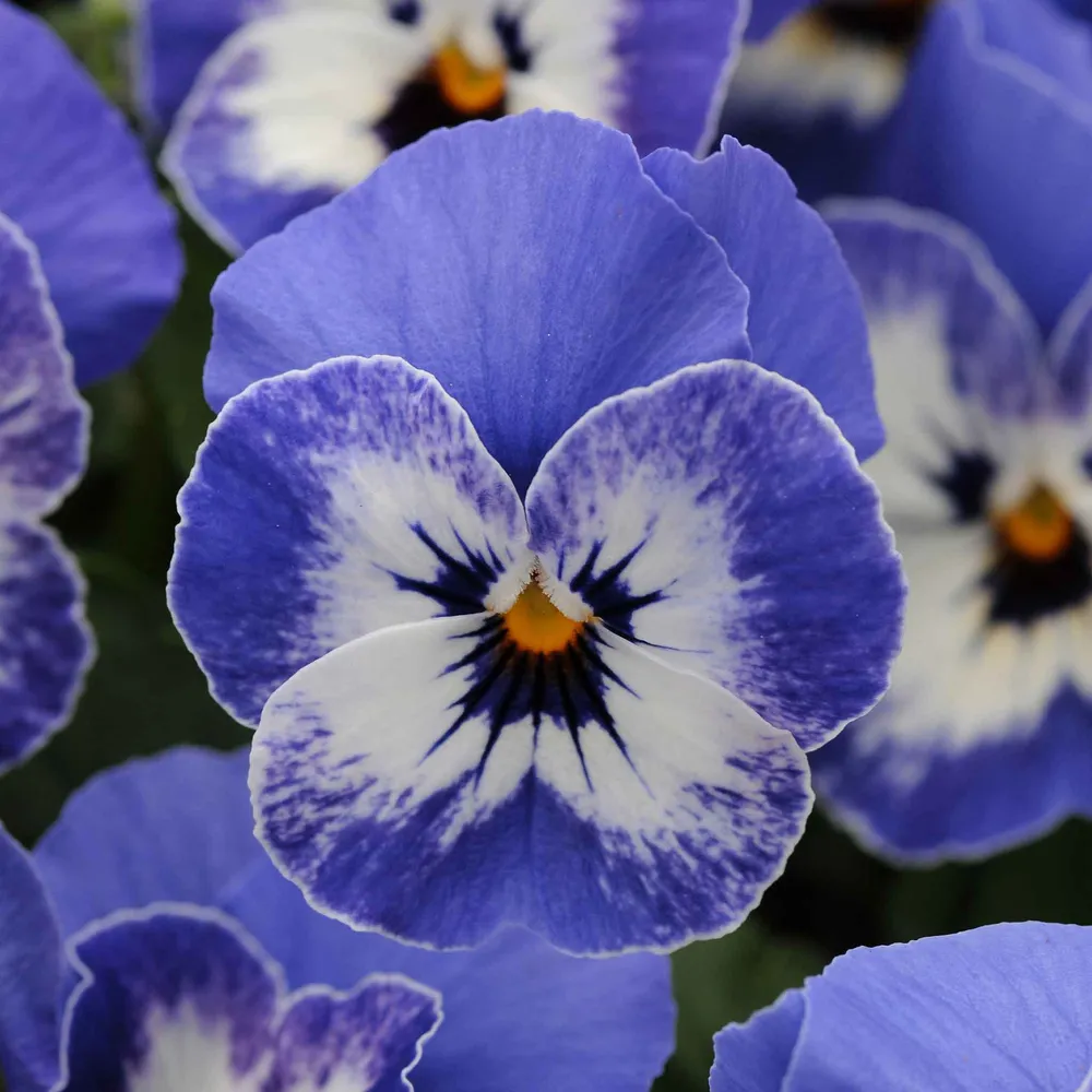 VEGSOW Sorbet XP Delft Blue Viola Seeds