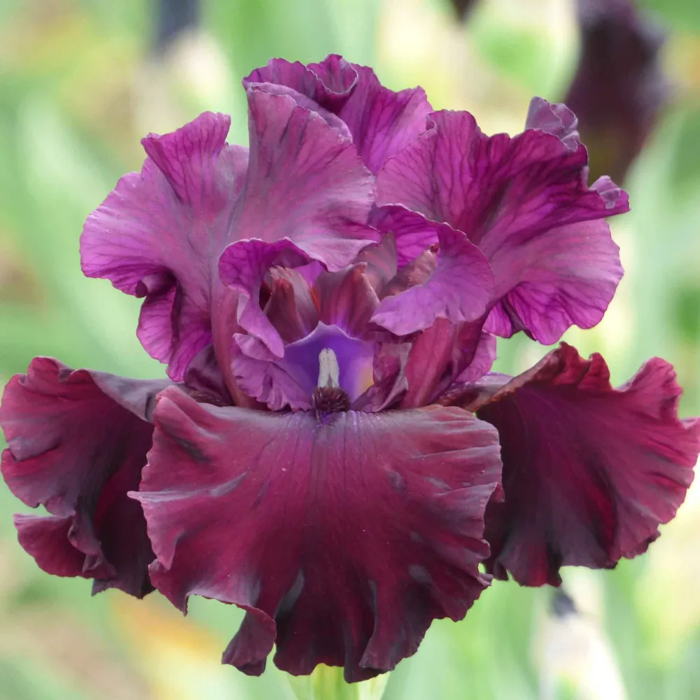 VEGSOW Bearded Iris Bulbs - Tin Cup Chalice Perennial Flower Rhizomes