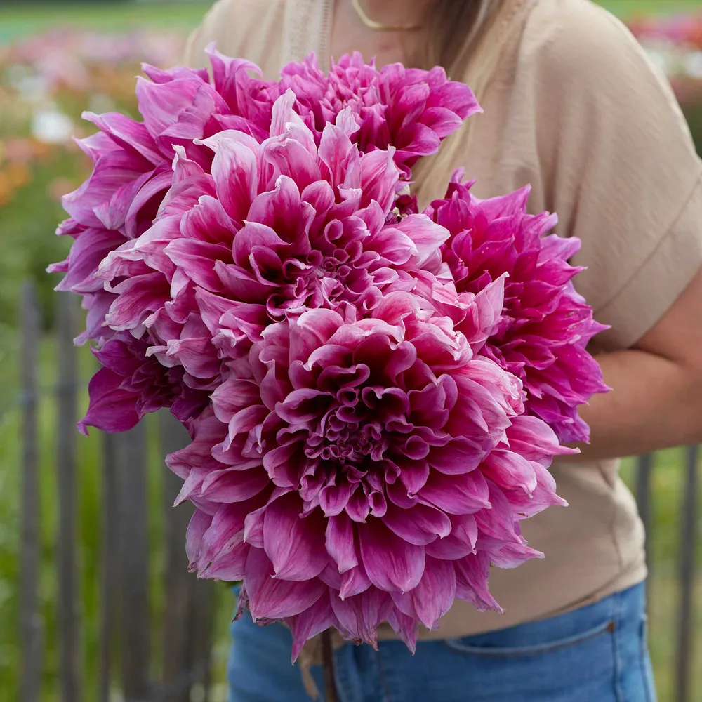 VEGSOW Dinnerplate Dahlia Tubers - Emory Paul