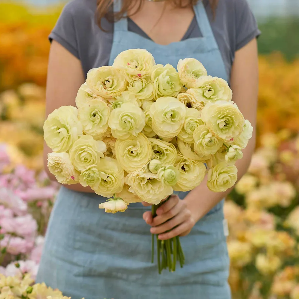 VEGSOW Romance Hydra Ranunculus Bulbs - High-Viability Flower Corms