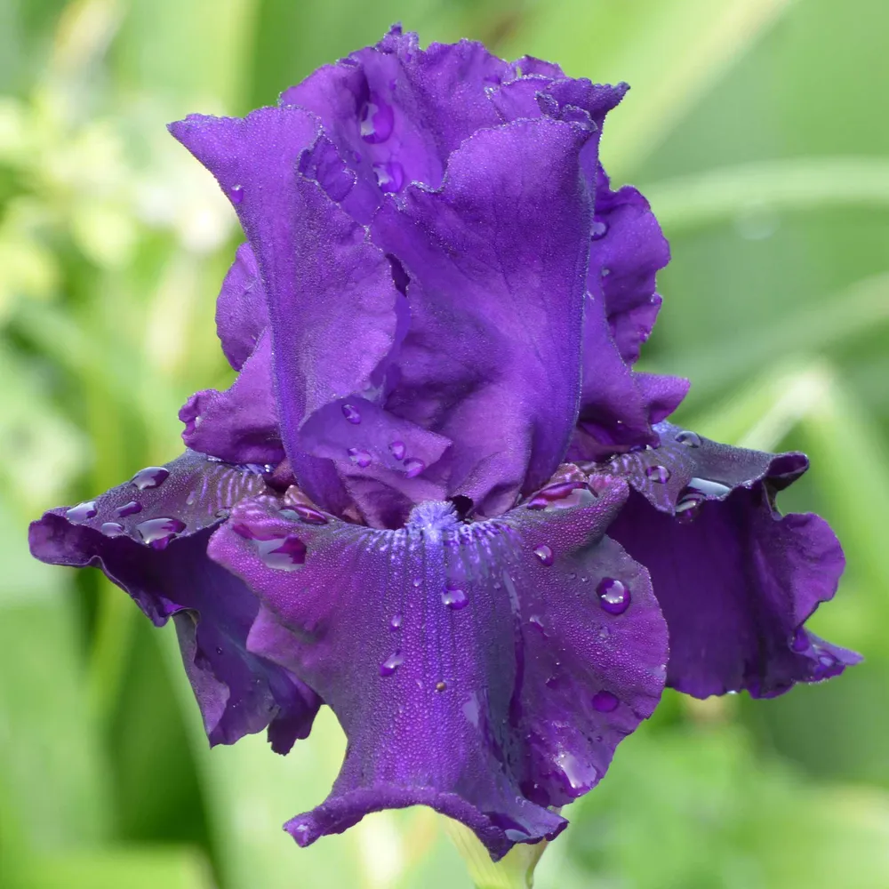 VEGSOW Bearded Iris Bulbs - Rosalie Figge Perennial Rhizomes