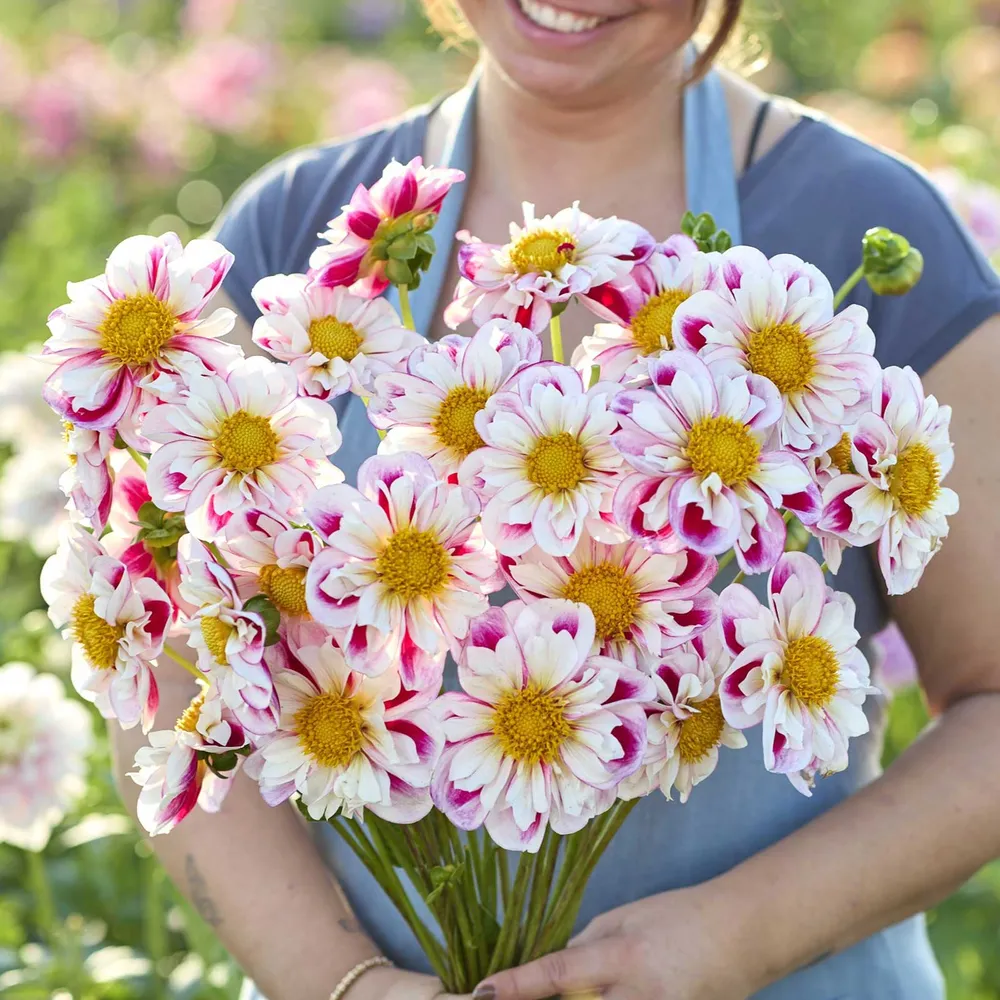 Bumble Rumble Collarette Dahlia Tubers - Professional Grade Garden Bulbs