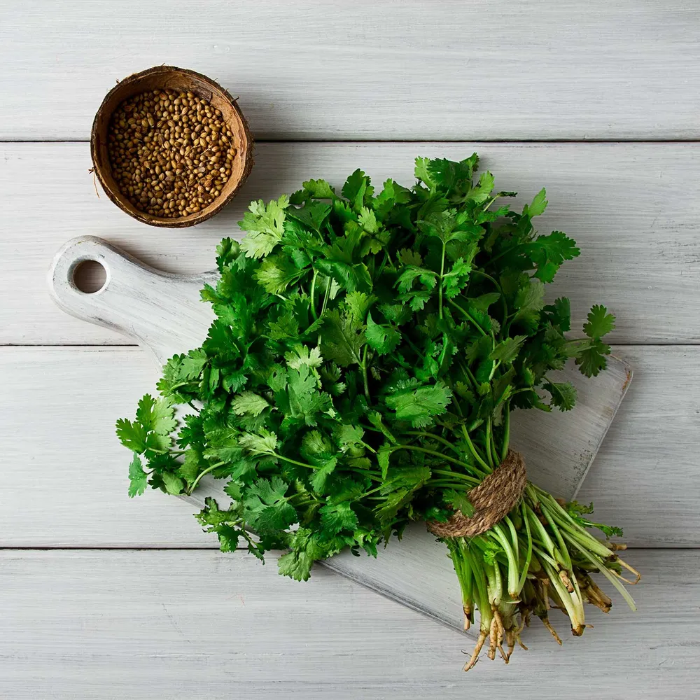 VEGSOW Cilantro/Coriander Seeds - Eagle® Heirloom Herb Seeds