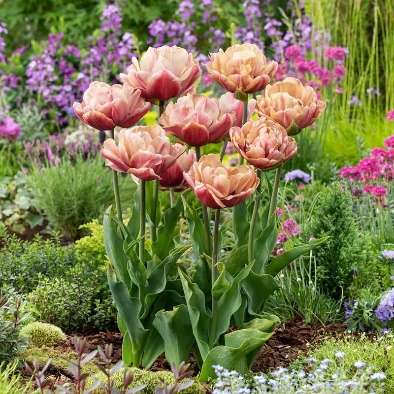 VEGSOW La Belle Epoque Tulip Bulbs - Antique Rose Double Late Variety