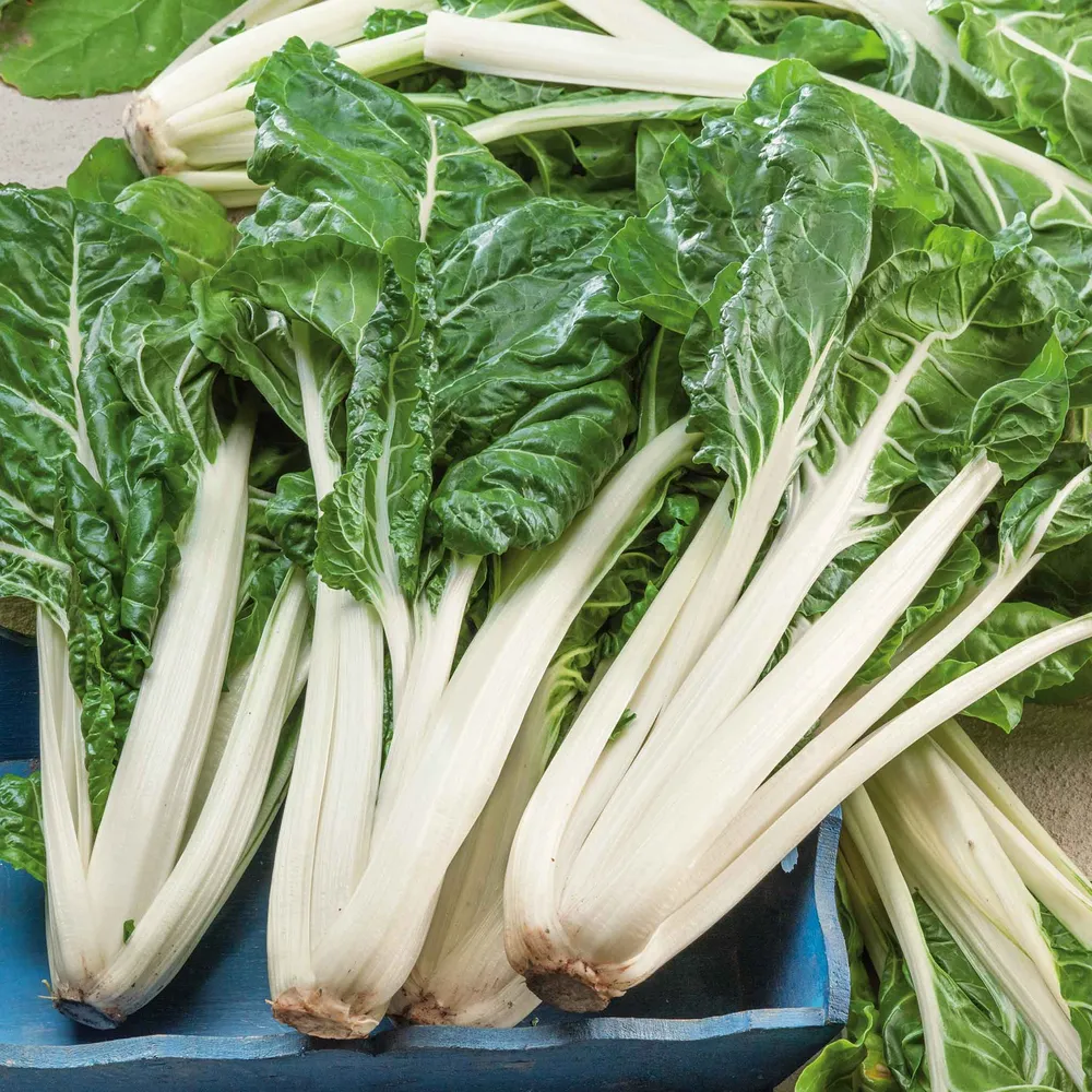 VEGSOW Swiss Chard Seeds - Large White Rib Heirloom Variety
