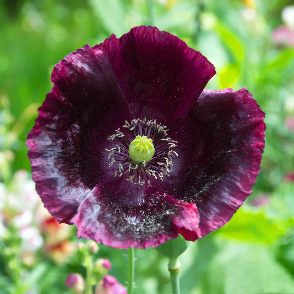 VEGSOW Laurens Grape Poppy Seeds - Heirloom Flower Seeds