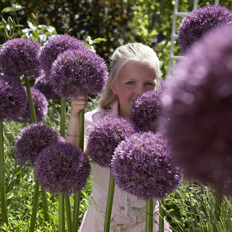 VEGSOW Allium Bulbs (Giant) - Pinball Wizard