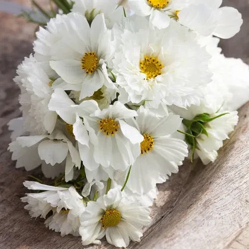 VEGSOW Cosmos Seeds - White Mix