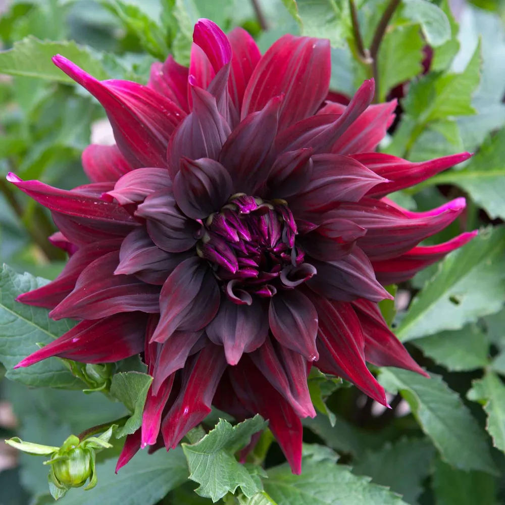 VEGSOW Dinnerplate Dahlia Tubers - Brigitta Alida