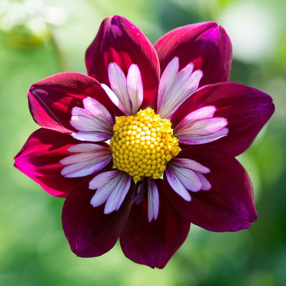 VEGSOW Mary Evelyn Collarette Dahlia Tubers - Hardy Perennial Flower Bulbs