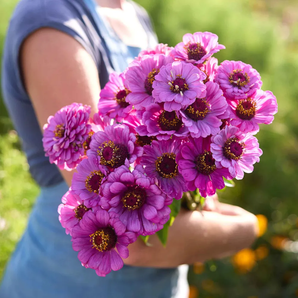 VEGSOW Dream Zinnia Seeds - Annual Flower Seeds for Garden Planting