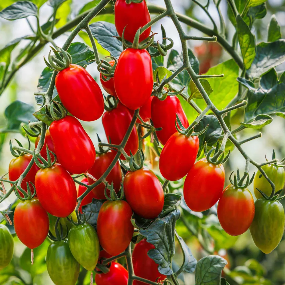 VEGSOW Organic Roma Tomato Seeds - Non-GMO Heirloom Vegetable Seeds