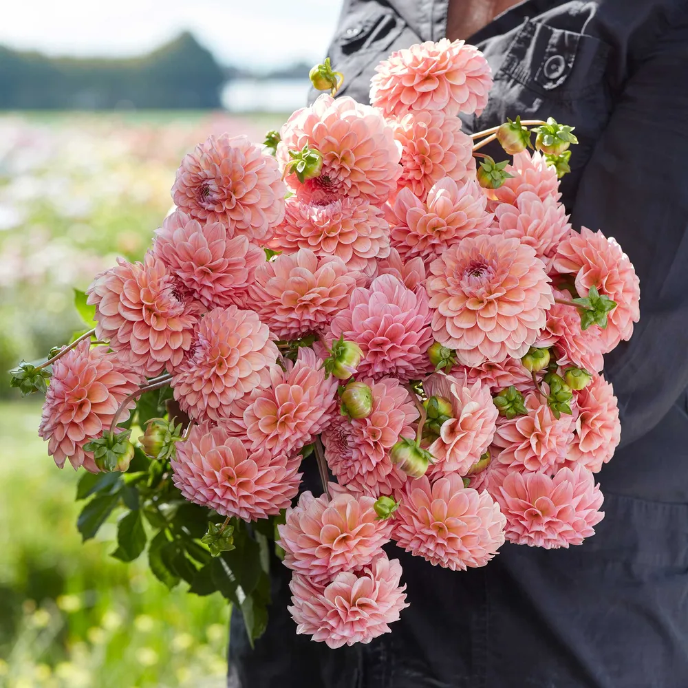 VEGSOW Dahlia Tubers (Ball) - Linda's Baby