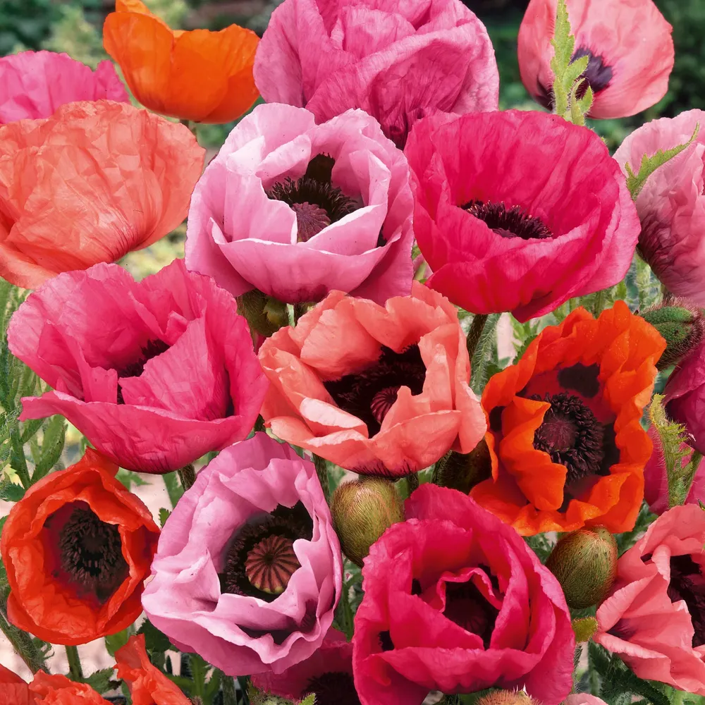 VEGSOW Papaver orientale Roots - Fruit Punch Mix