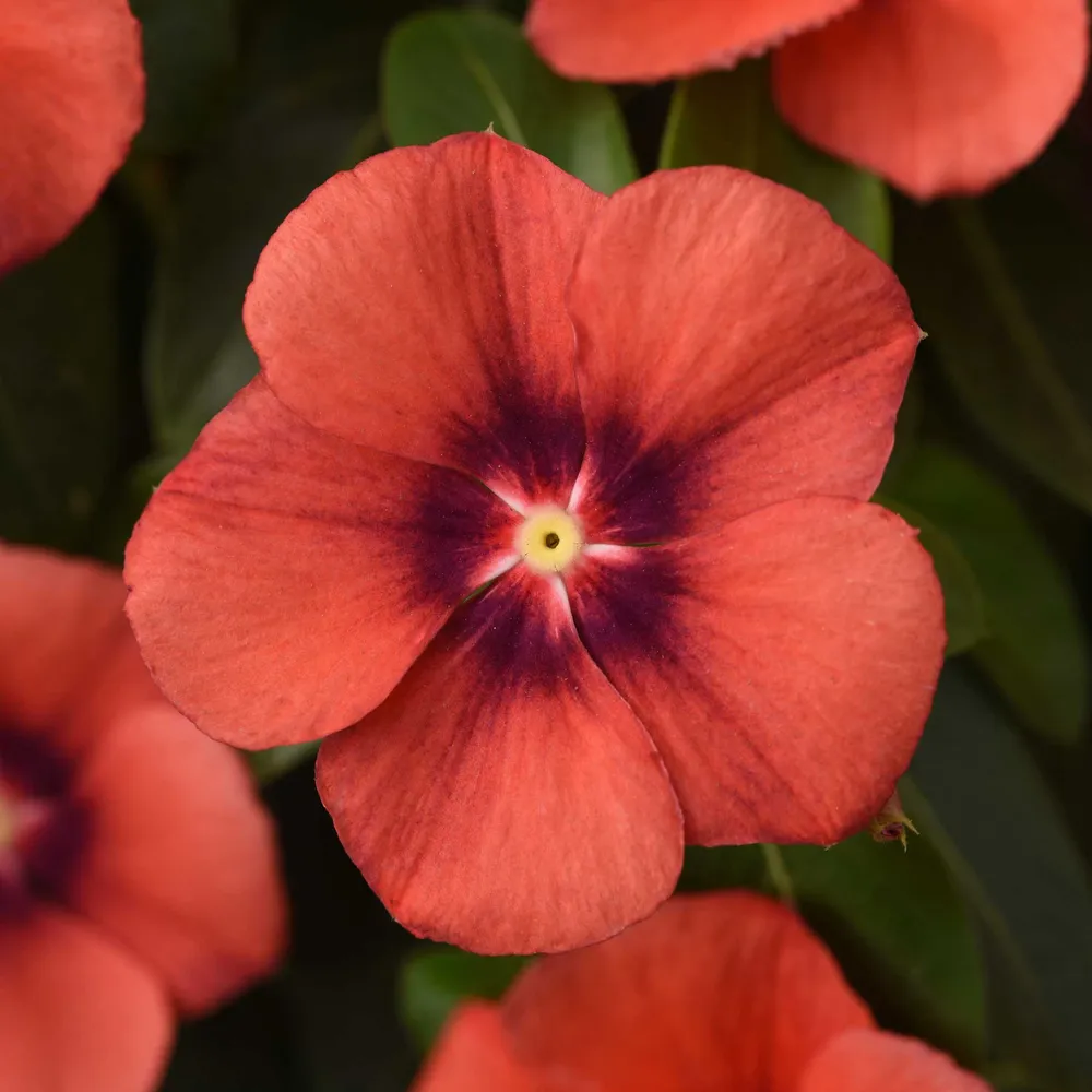 VEGSOW Vinca Seeds - Tattoo Tangerine Flower Seeds