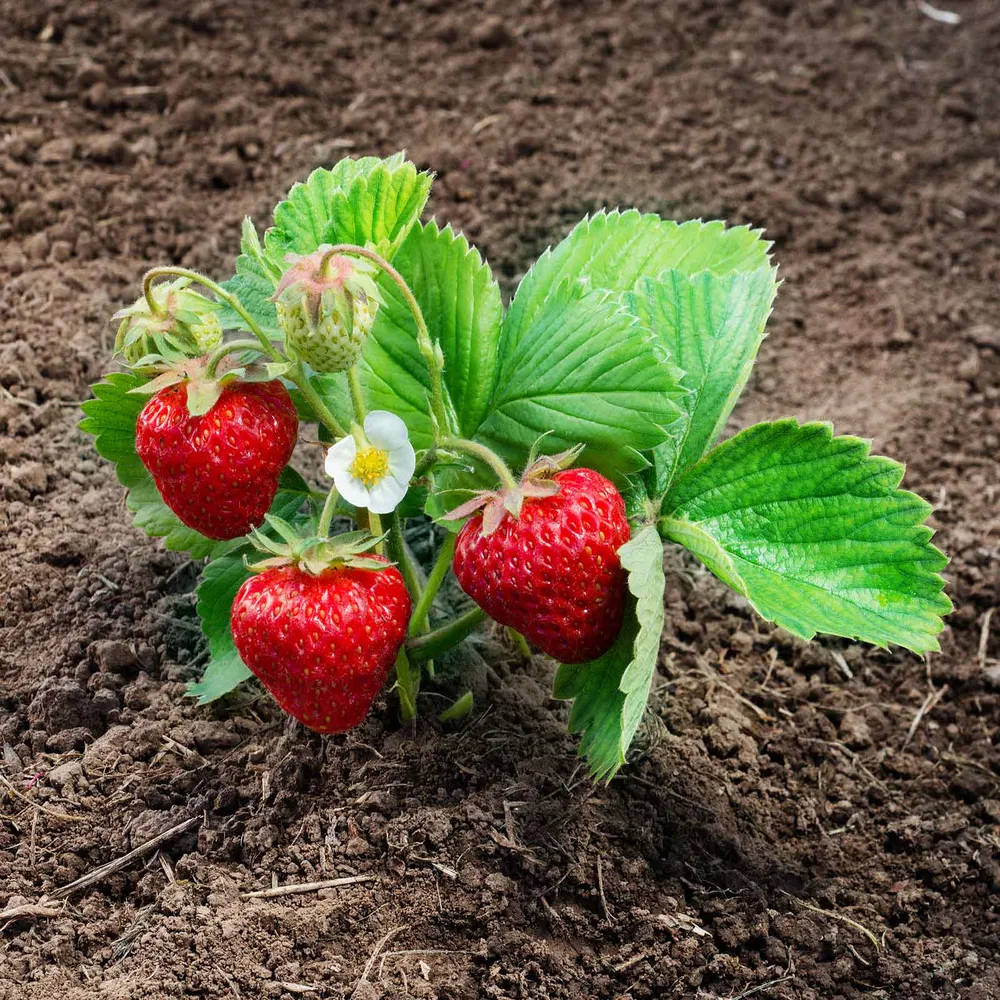 Ozark Beauty Everbearing Strawberry Seeds