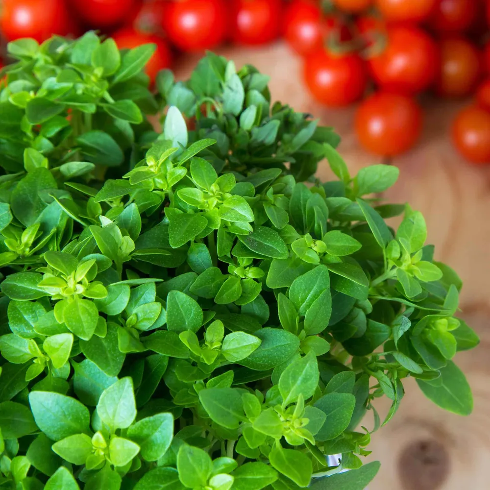 VEGSOW Organic Italian Oregano Seeds - Culinary Herb Seeds for Home Gardening