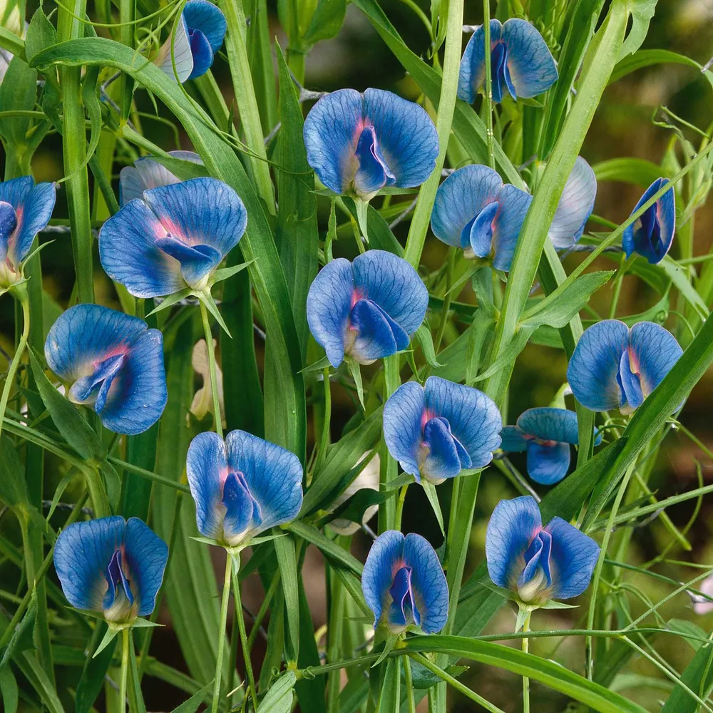 VEGSOW Azureus Sweet Pea Seeds for Microgreens