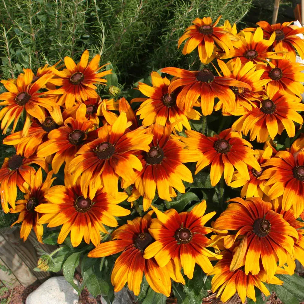 VEGSOW Black Eyed Susan Seeds - Cappuccino Rudbeckia Hirta Flower Seeds
