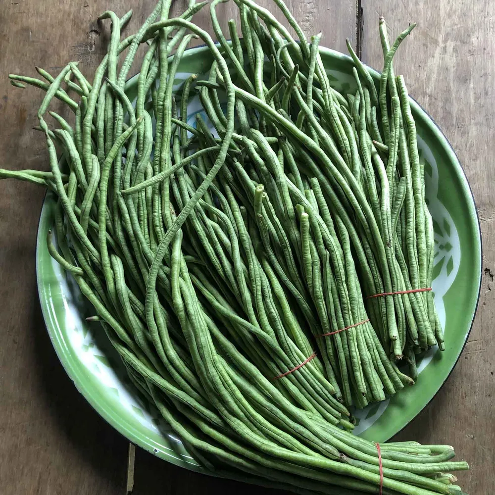 VEGSOW Pole Bean Seeds - Orient Wonder Heirloom Climbing Variety