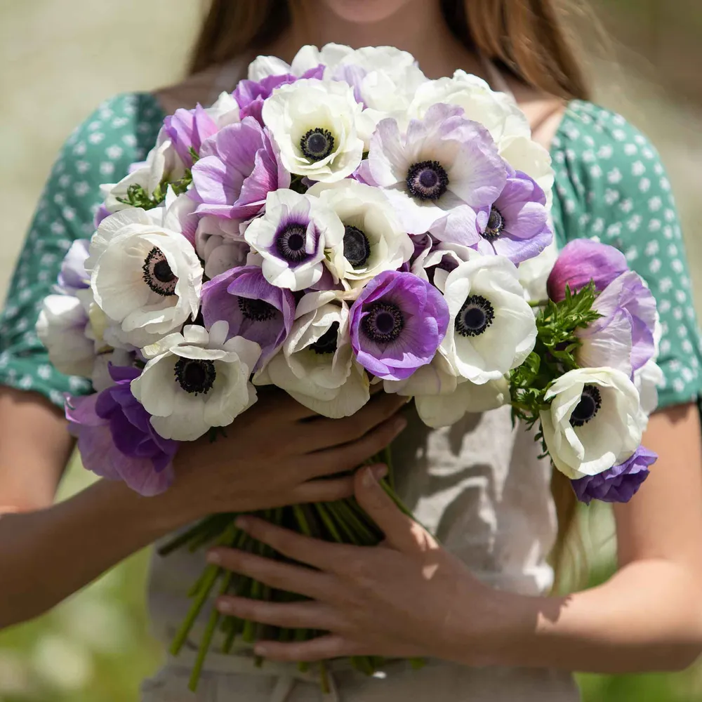 VEGSOW Pastel Violet Anemone Bulbs - Perennial Flower Bulbs for Garden Landscapes