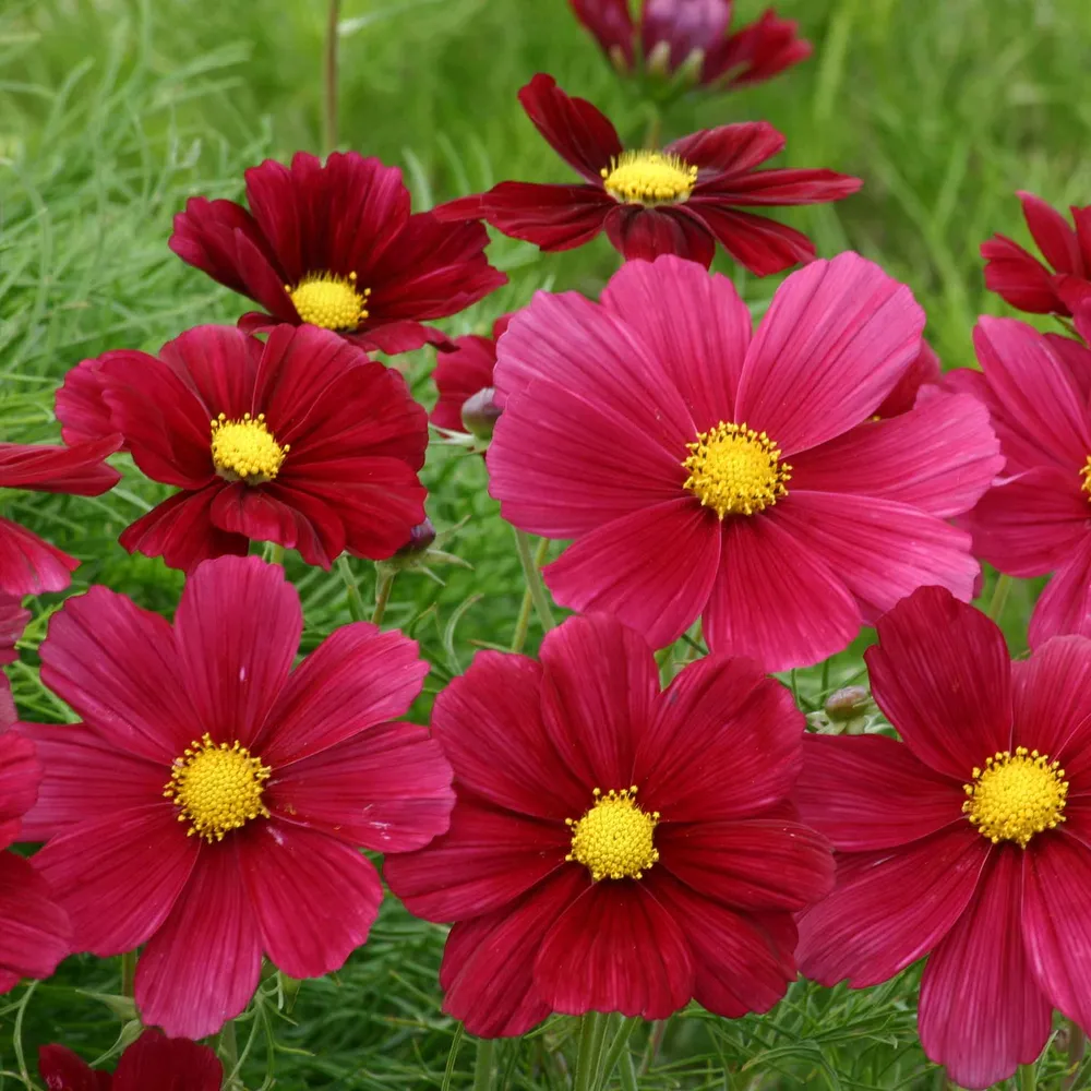 VEGSOW Cosmos Seeds - Rubinato Flower Mix