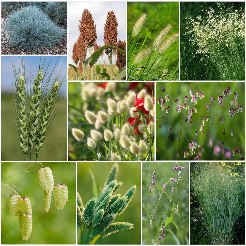 VEGSOW Annual Ornamental Grass Seeds Mix for Garden Landscaping