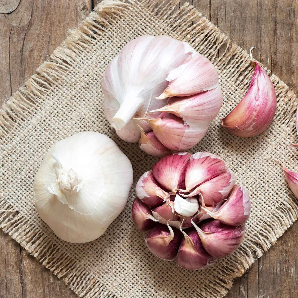 VEGSOW Nootka Rose Softneck Garlic Bulbs for Home Gardening