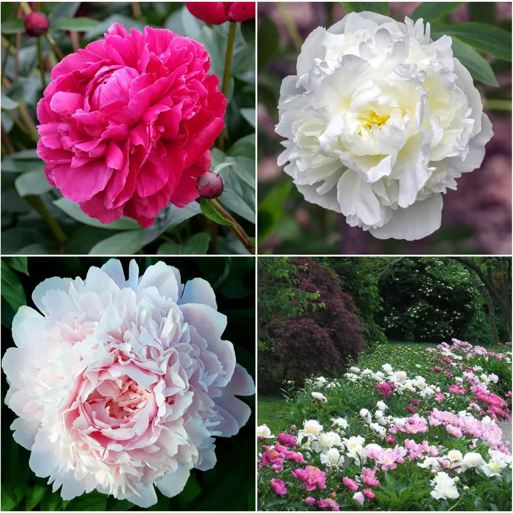 VEGSOW Peony Roots - Long Lasting Mix Perennial Flower Bulbs