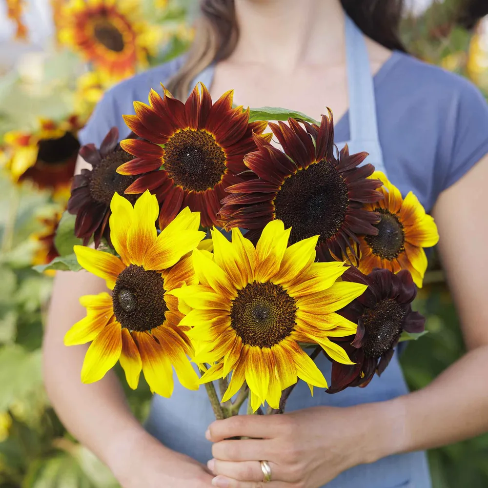 VEGSOW Magic Roundabout Sunflower Seeds - Large Pack Heirloom Flower Seeds